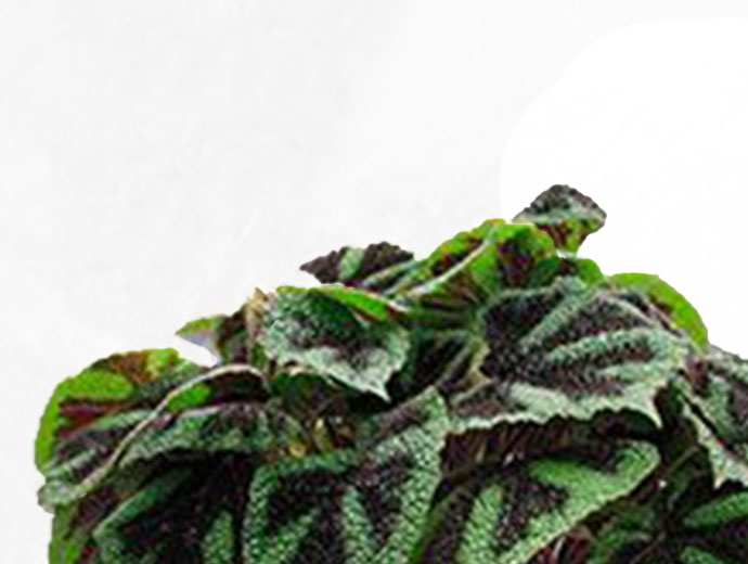 Begonia Masoniana Begonia Masoniana