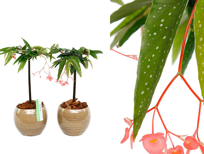Begonia Tamaya Begonia Tamaya