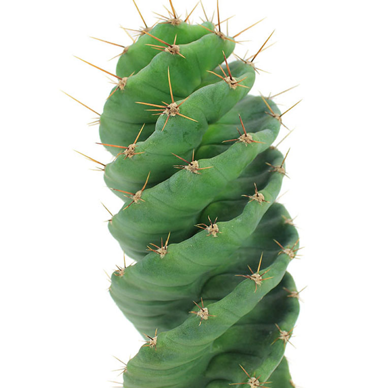 cactus gedraaid