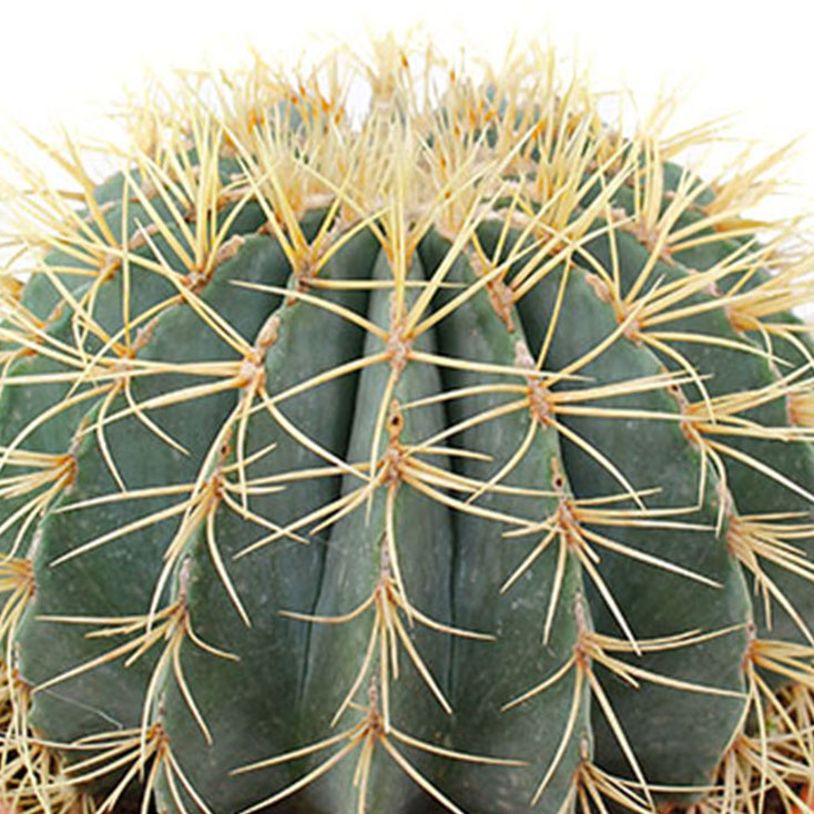 Cactus verzorging Cactus verzorging