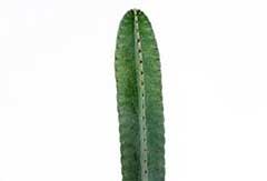 Cactus Tricocereus Peruvianus Cactus Tricocereus Peruvianus
