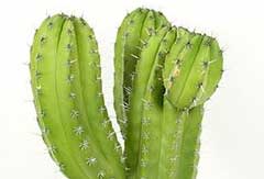 Cactus Polaskia ChipChip Cactus Polaskia ChipChip