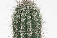 Cactus Pachycereus Pringlei Cactus Pachycereus Pringlei