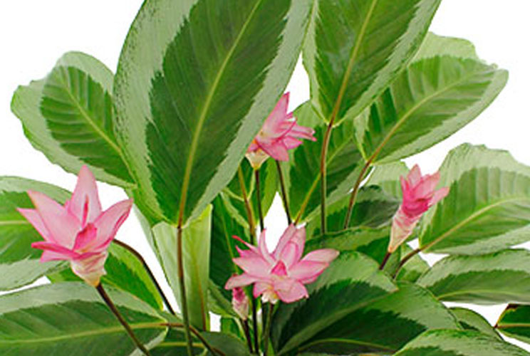 Calathea in bloei Calathea in bloei