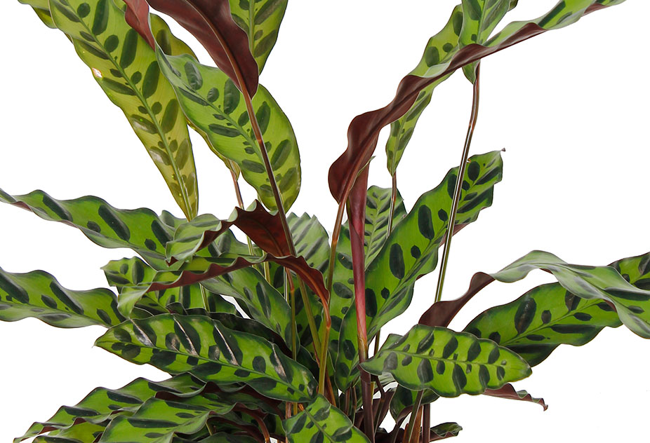 Calathea Insignis Calathea Insignis