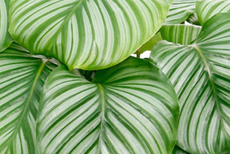 Calathea bladeren Calathea bladeren