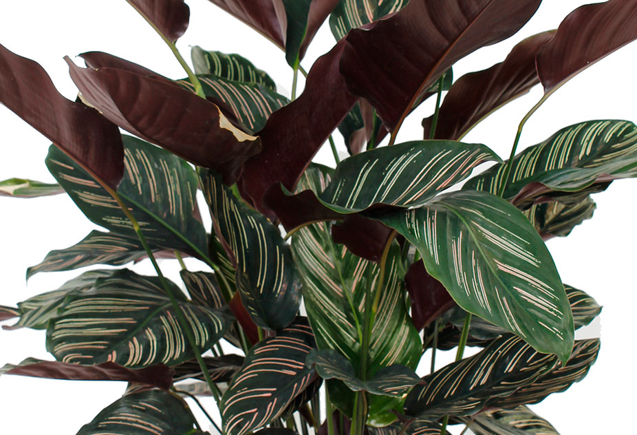 Calathea Ornata Calathea Ornata