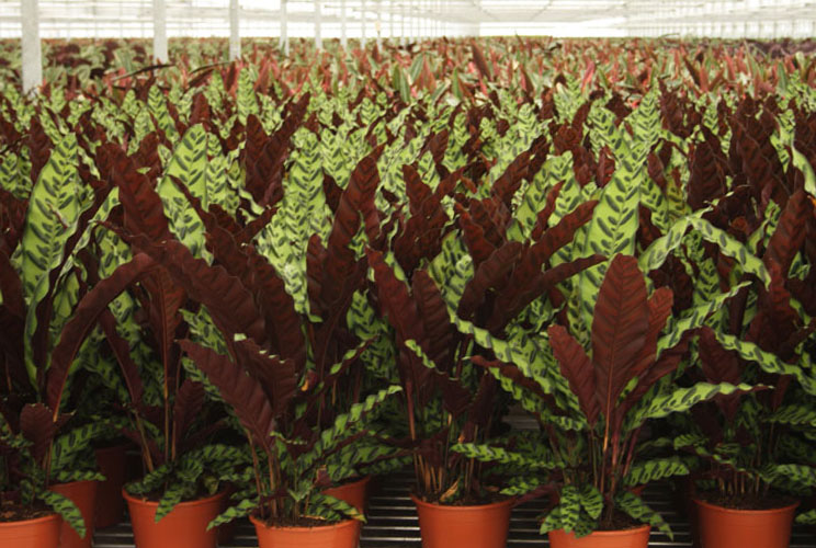 calathea kwekerij calathea kwekerij