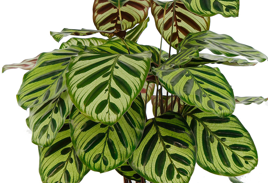 Calathea Makoyana Calathea Makoyana