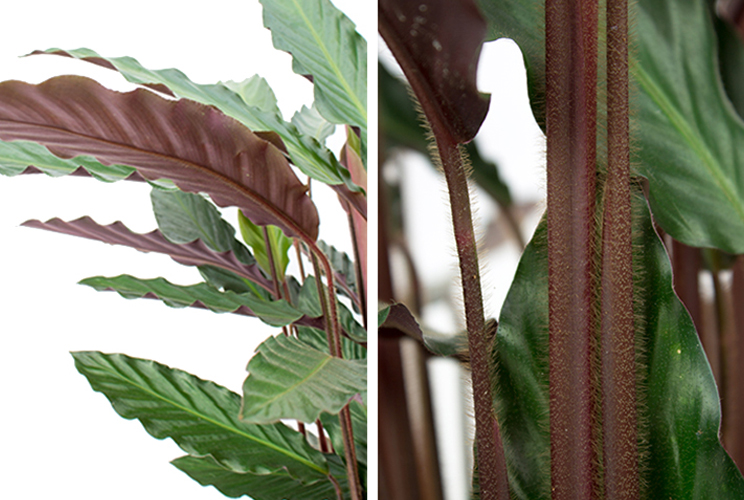 Calathea stengel en blad Calathea stengel en blad