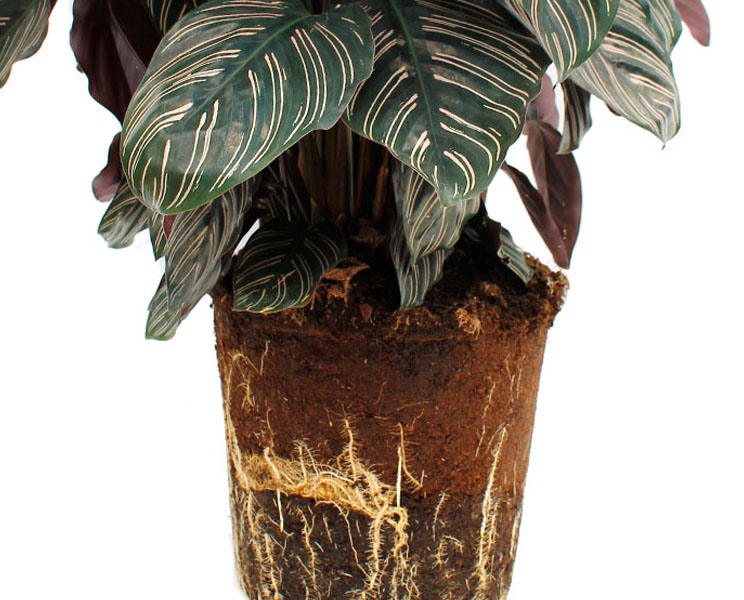 Calathea kluit Calathea kluit