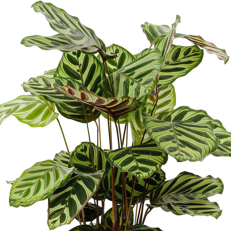 Calathea verzorging Calathea verzorging