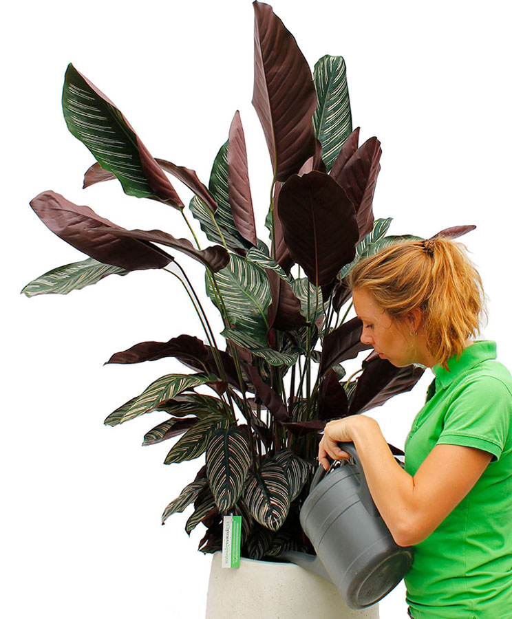 calathea water geven calathea water geven