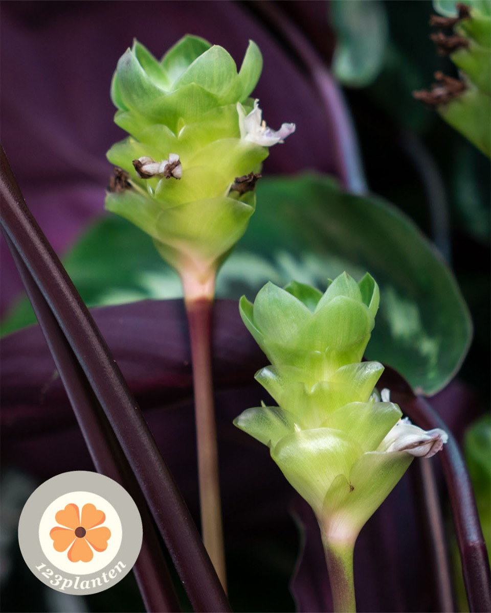 Calathea in bloei 