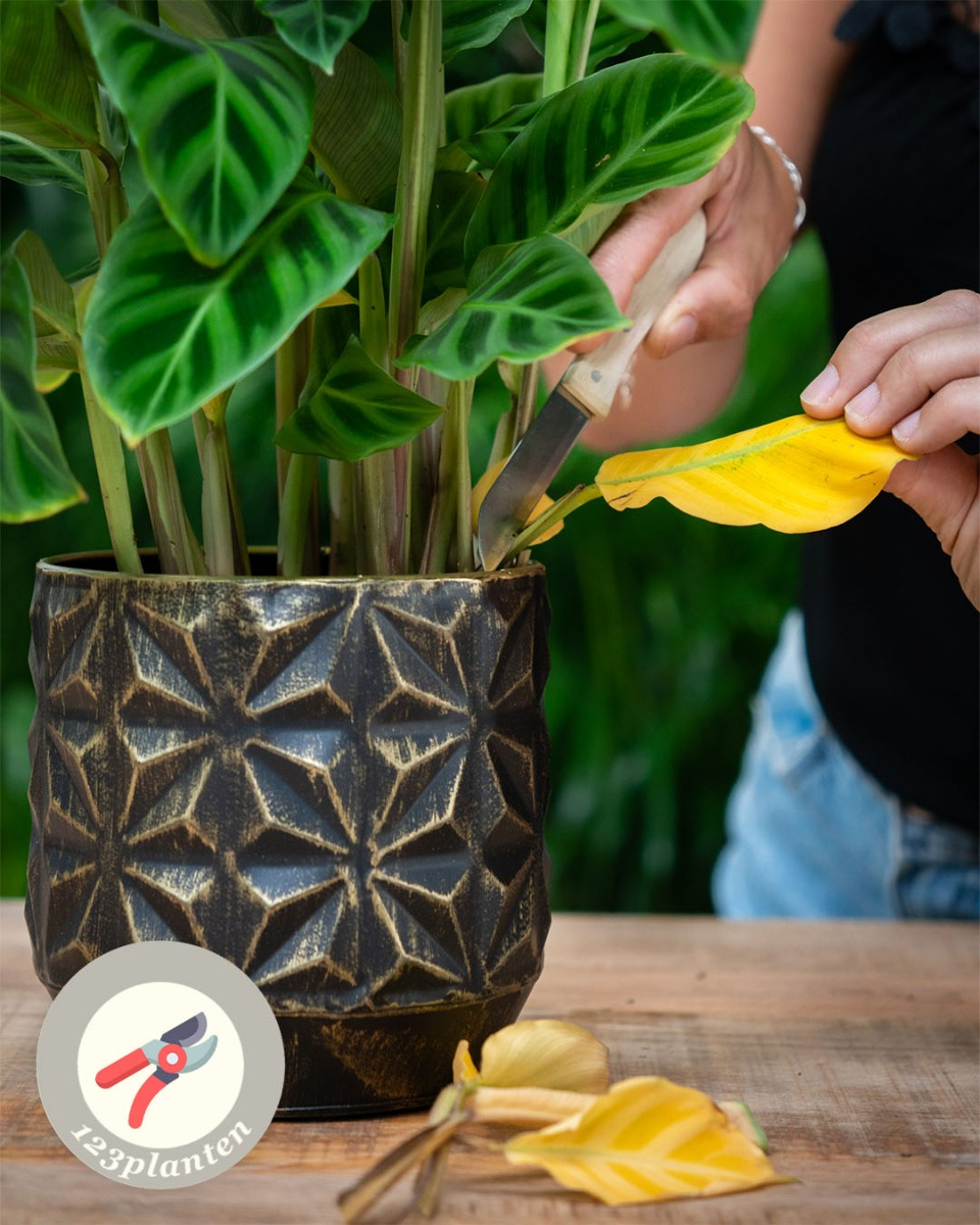 Calathea stengel en blad