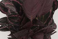 Calathea Suprisestar Calathea Suprisestar