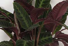 Calathea Warcewiczii Calathea Warcewiczii