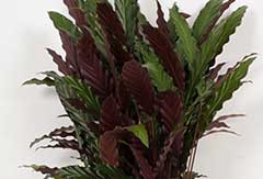Calathea Wavestar Calathea Wavestar