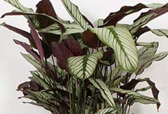 Calathea Whitestar Calathea Whitestar