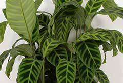 Calathea Calathea