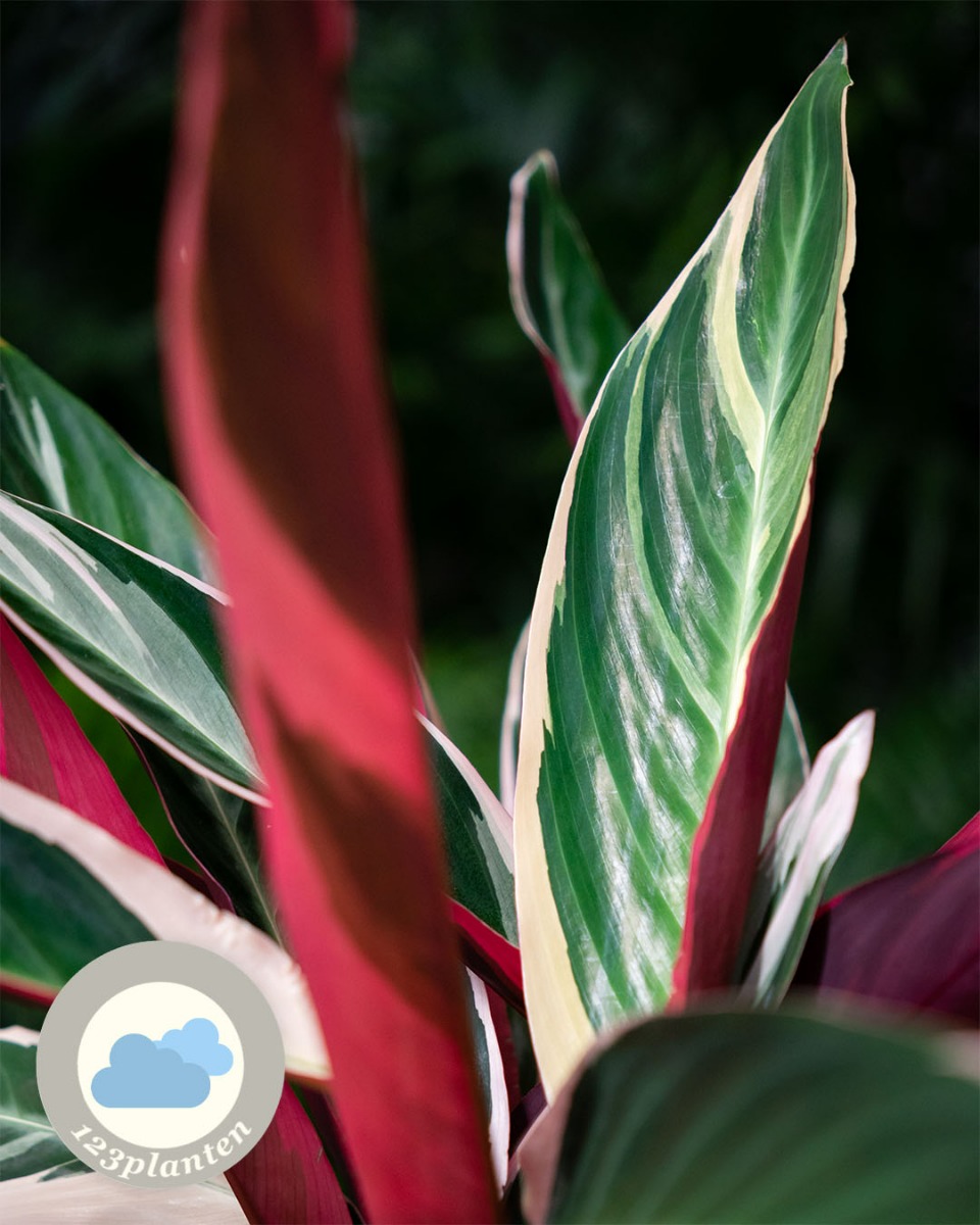 Calathea bladeren