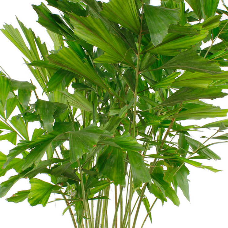 caryota mitis verzorging caryota mitis verzorging