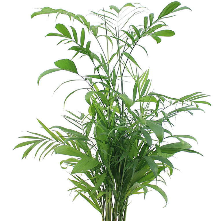 chamaedorea verzorging chamaedorea verzorging