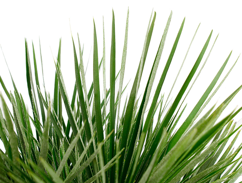 Chamaerops Humilis blad