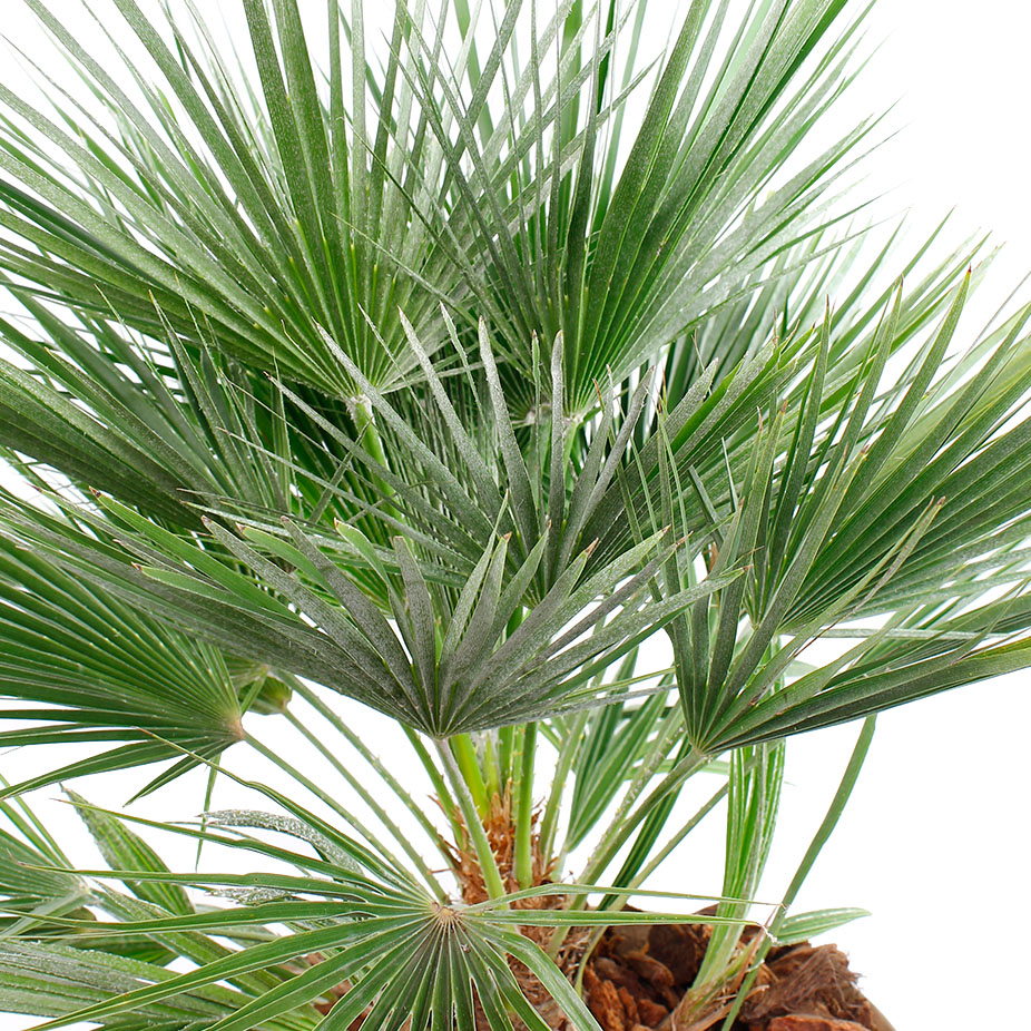 Chamaerops Humilis verzorging Chamaerops Humilis verzorging