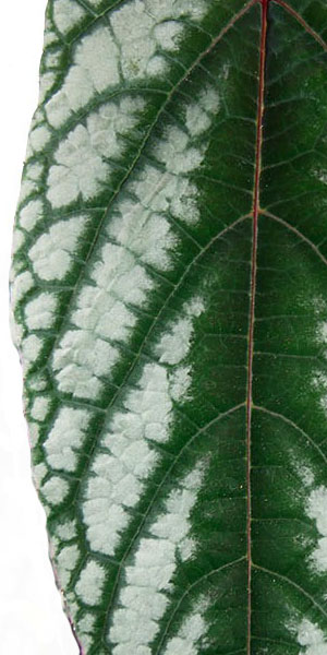 Cissus blad dichtbij