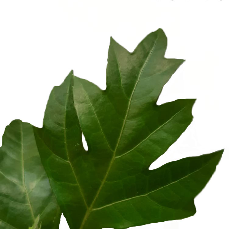 Cissus Rhombifolia blad