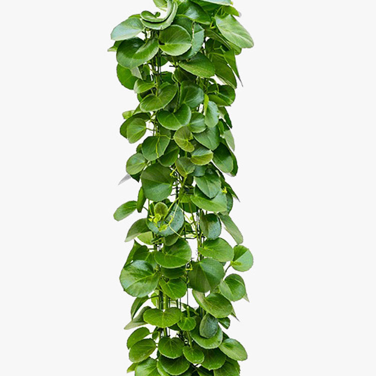 Cissus Verzorging Cissus Verzorging