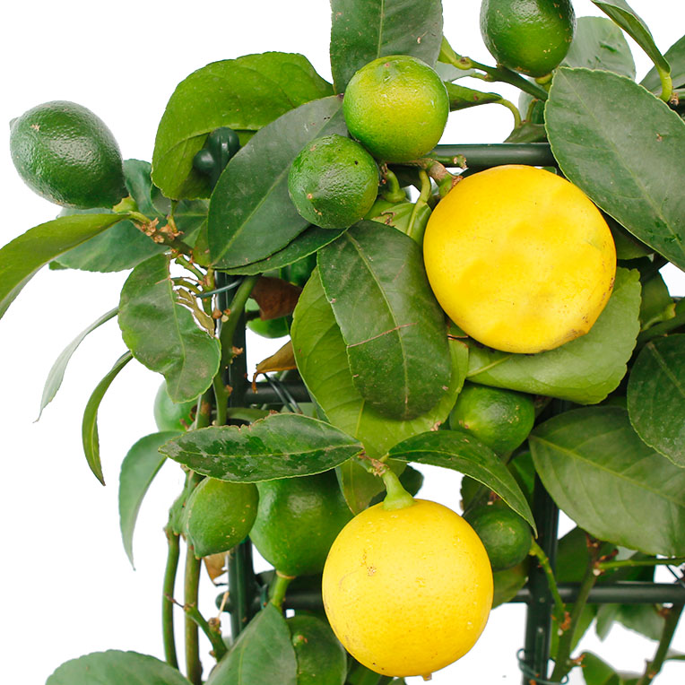 Citrus Verzorging Citrus Verzorging