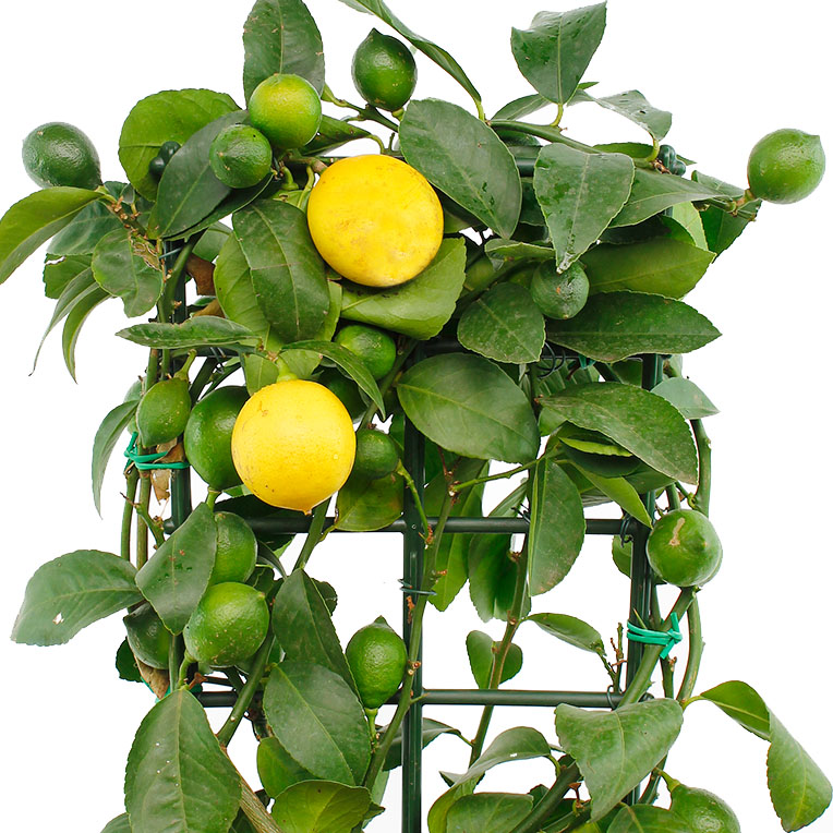 Citrus gele vruchten Citrus gele vruchten