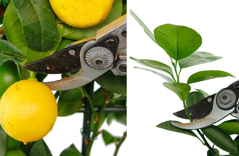 Citrus knippen en snoeien Citrus knippen en snoeien