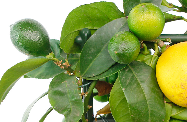 Citrus onrijpe vrucht Citrus onrijpe vrucht