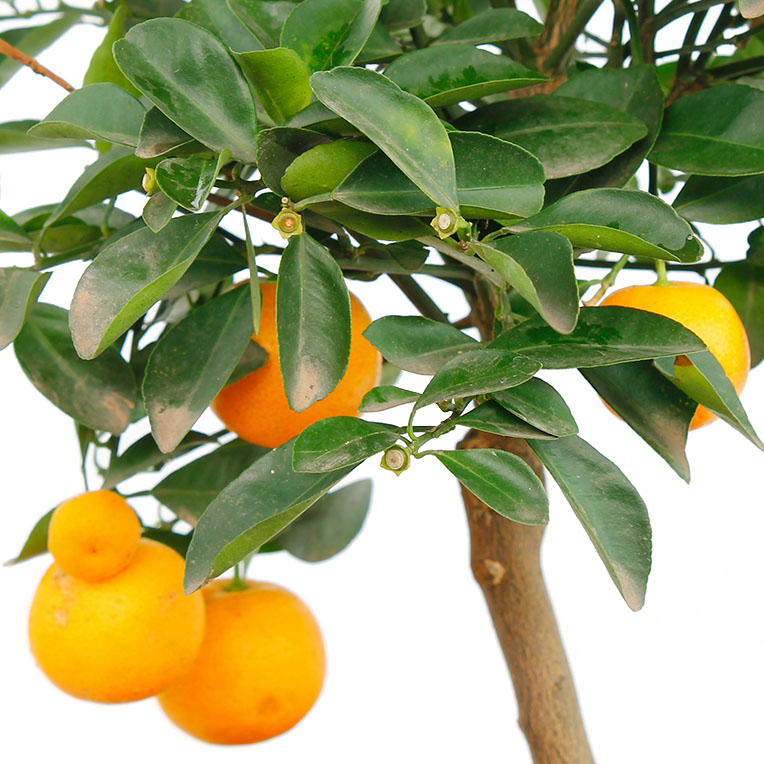 Citrus oranje vruchten Citrus oranje vruchten