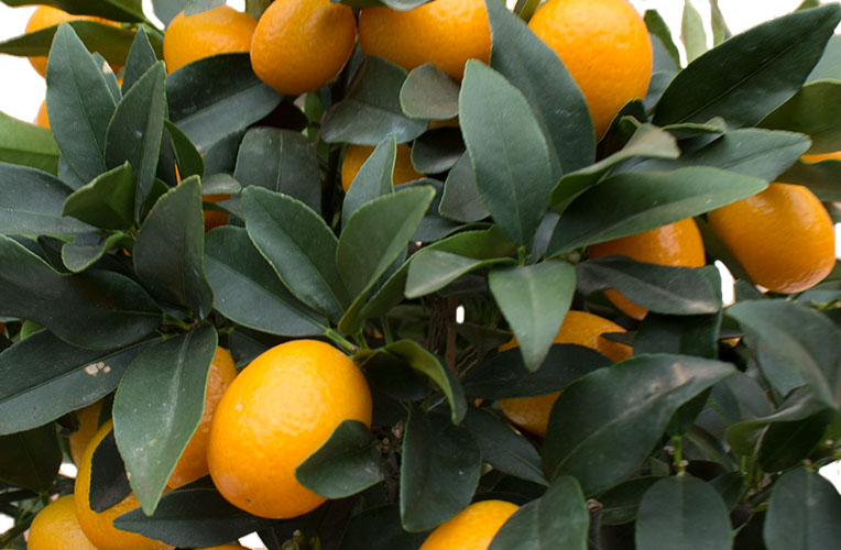 Citrus verpotten Citrus verpotten