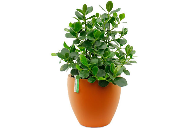Clusia in pot Clusia in pot