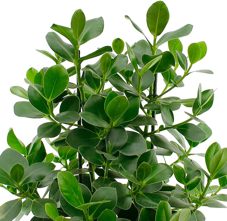 Clusia verzorging Clusia verzorging