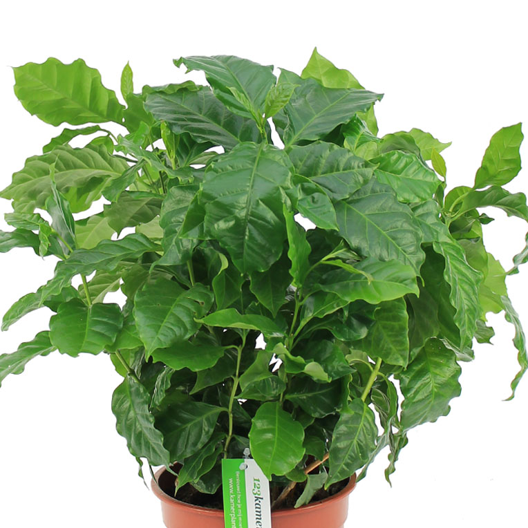 Coffea Arabica kopen