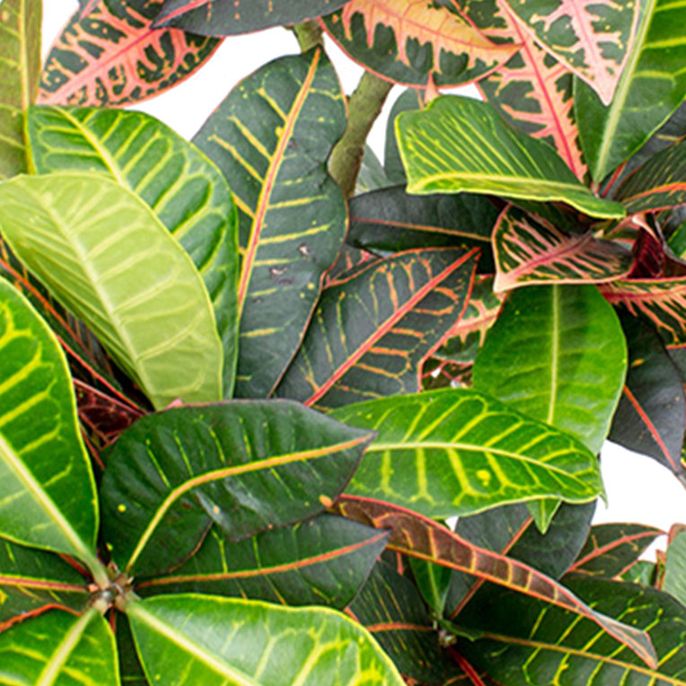 Croton bladeren