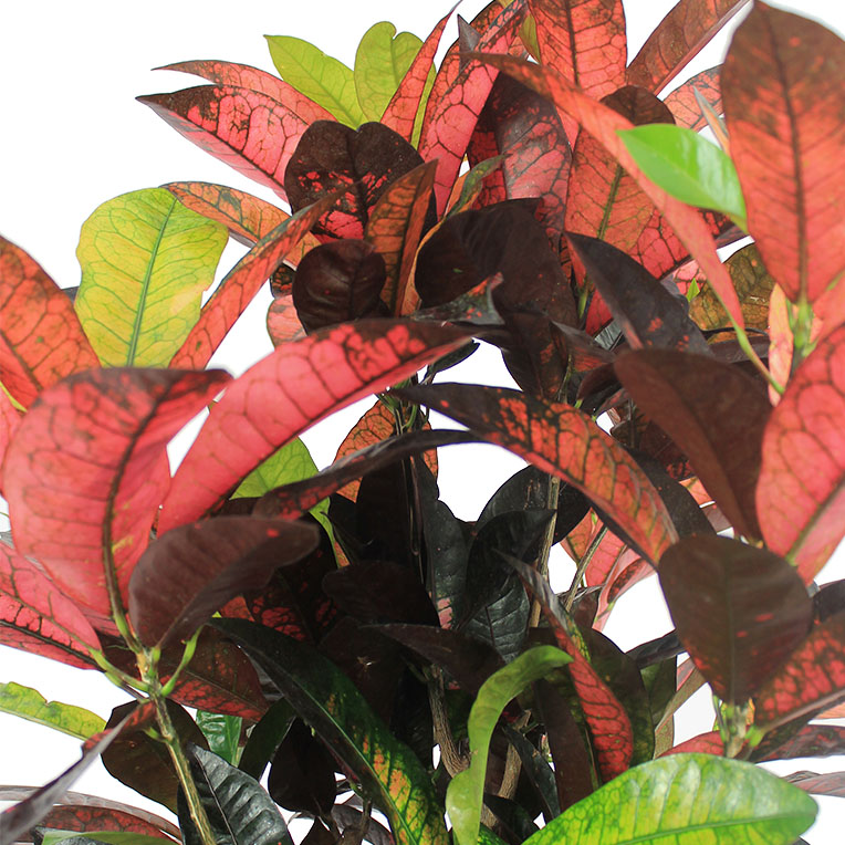 Croton verzorging Croton verzorging