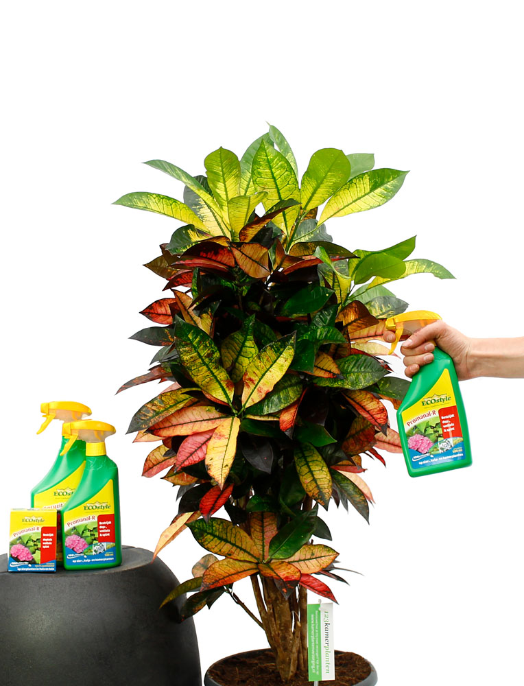 Kamerplant genezen Kamerplant genezen