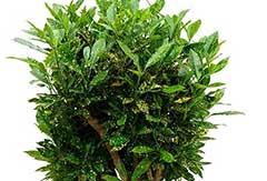 Croton Gold dust Croton Gold dust