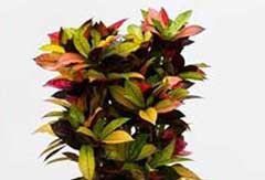 Croton Iceton Croton Iceton