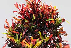 Croton Mammi Croton Mammi