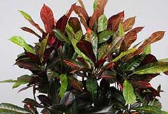 Croton Norma Croton Norma