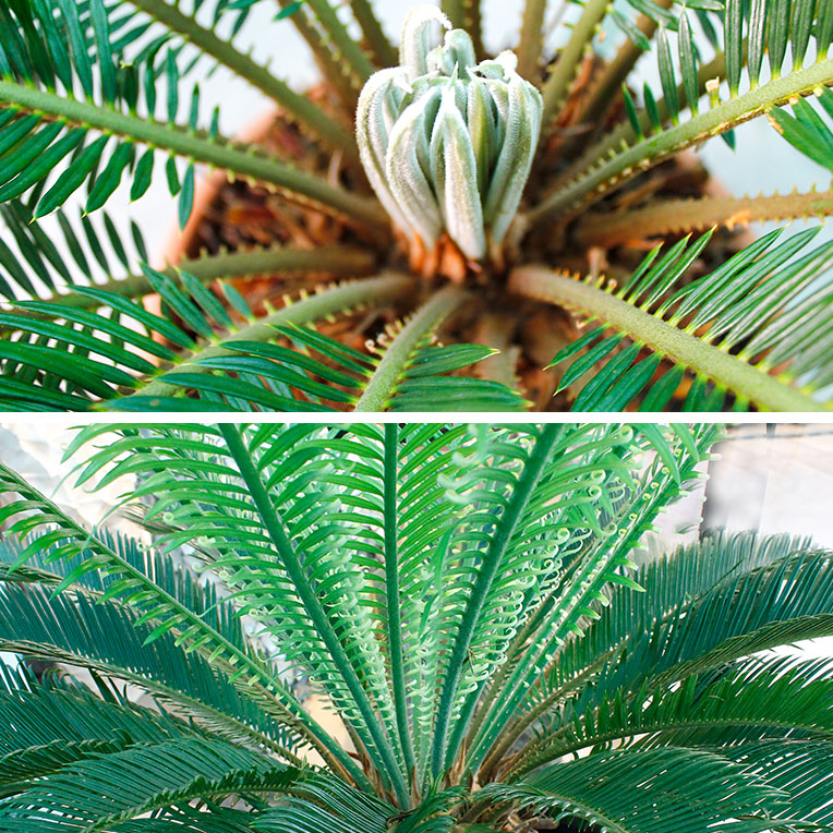 Cycas nieuw blad Cycas nieuw blad