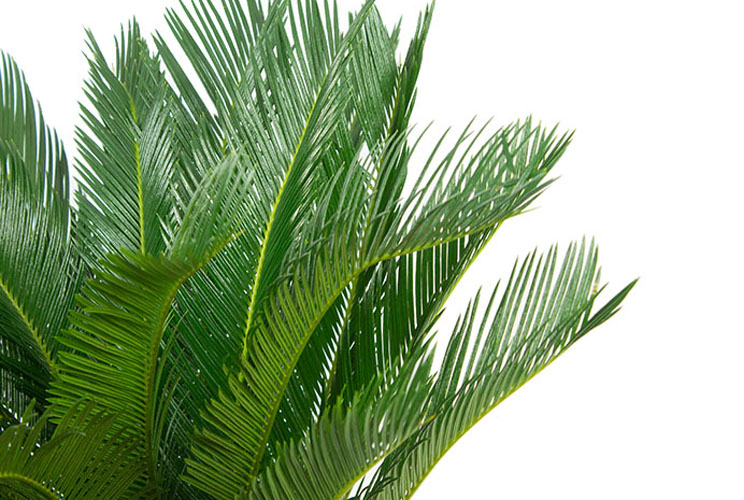 Cycas bladeren Cycas bladeren